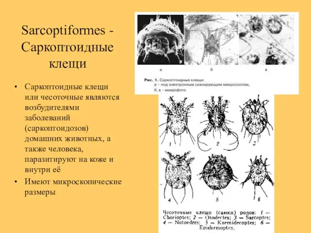 Sarcoptiformes - Саркоптоидные клещи Саркоптоидные клещи или чесоточные являются возбудителями заболеваний