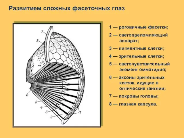 1 — роговичные фасетки; 2 — светопреломляющий аппарат; 3 — пигментные