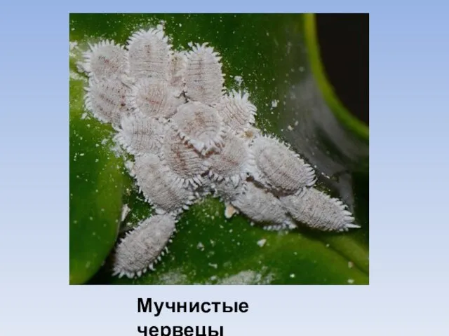 Мучнистые червецы