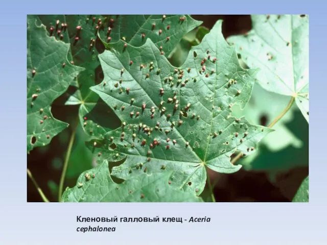 Кленовый галловый клещ - Aceria cephalonea