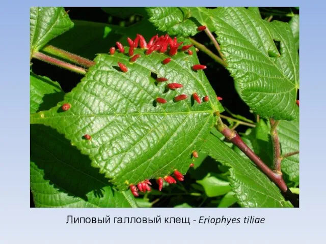 Липовый галловый клещ - Eriophyes tiliae