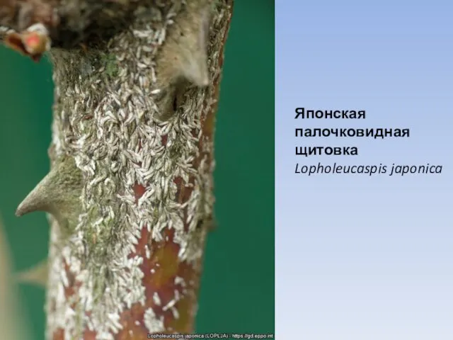 Японская палочковидная щитовка Lopholeucaspis japonica