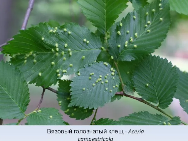 Вязовый головчатый клещ - Aceria campestricola