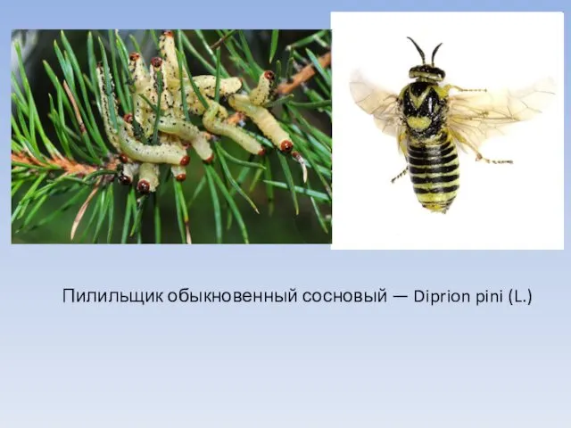 Пилильщик обыкновенный сосновый — Diprion pini (L.)