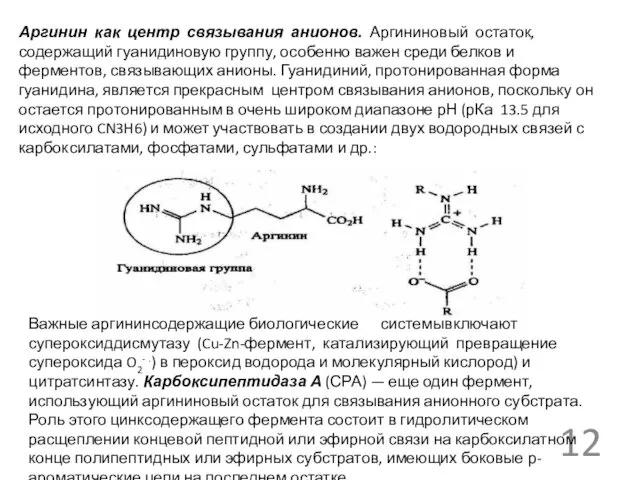 Аргинин как центр связывания анионов. Аргининовый остаток, содержащий гуанидиновую группу, особенно