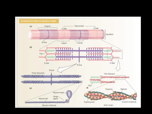 Myofibrils: Site of Contraction Figure 12-3c-f: ANATOMY SUMMARY: Skeletal Muscle Механизм сокращений скелетных мышц