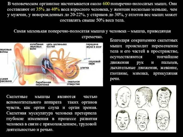 В человеческом организме насчитывается около 600 поперечно-полосатых мышц. Они составляют от