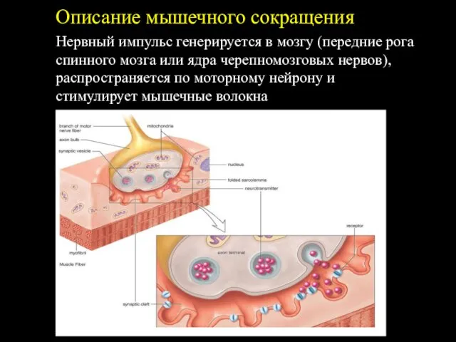 Описание мышечного сокращения. Нервный импульс генерируется в мозгу (передние рога спинного