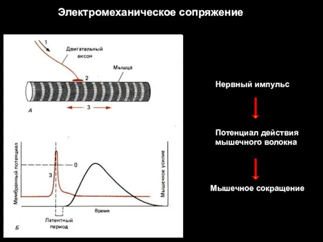 Электромеханическое сопряжение Нервный импульс Потенциал действия мышечного волокна Мышечное сокращение