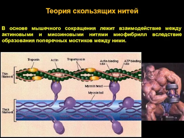 Теория скользящих нитей В основе мышечного сокращения лежит взаимодействие между актиновыми