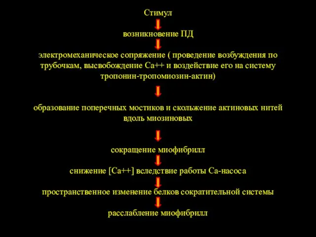 Стимул возникновение ПД электромеханическое сопряжение ( проведение возбуждения по трубочкам, высвобождение