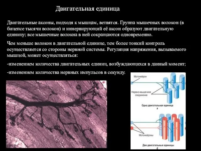 Двигательная единица Двигательные аксоны, подходя к мышцам, ветвятся. Группа мышечных волокон