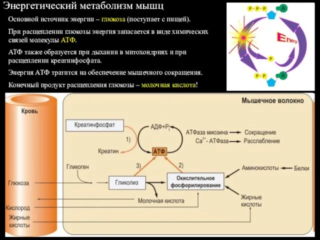 Энергетический метаболизм мышц Основной источник энергии – глюкоза (поступает с пищей).