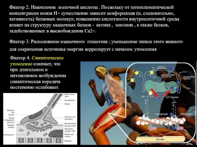 Фактор 2. Накопление молочной кислоты . Поскольку от цитоплазматической концентрации ионов