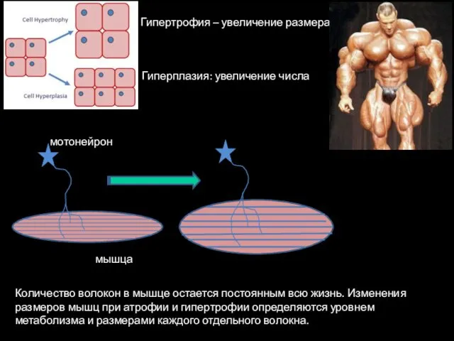 Гипертрофия – увеличение размера Гиперплазия: увеличение числа мотонейрон мышца Количество волокон