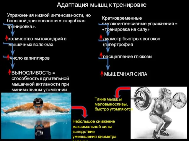 Адаптация мышц к тренировке Упражнения низкой интенсивности, но большой длительности =