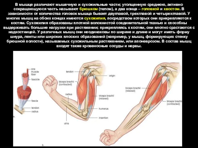 В мышце различают мышечную и сухожильные части; утолщенную среднюю, активно сокращающуюся