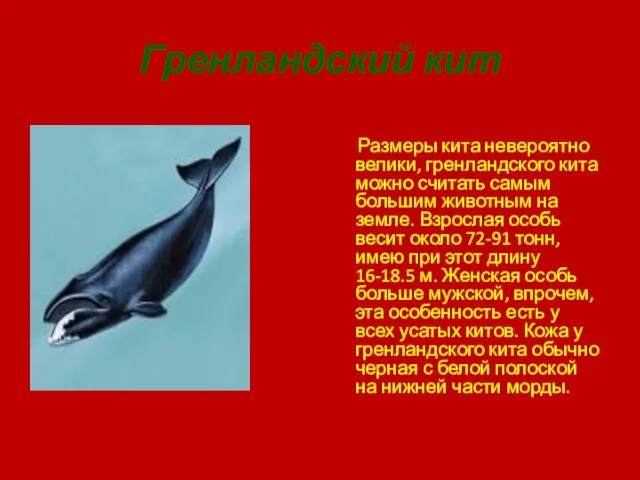 Гренландский кит Размеры кита невероятно велики, гренландского кита можно считать самым