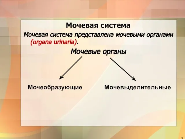 Мочевая система Мочевая система представлена мочевыми органами (organa urinaria). Мочевые органы Мочеобразующие Мочевыделительные