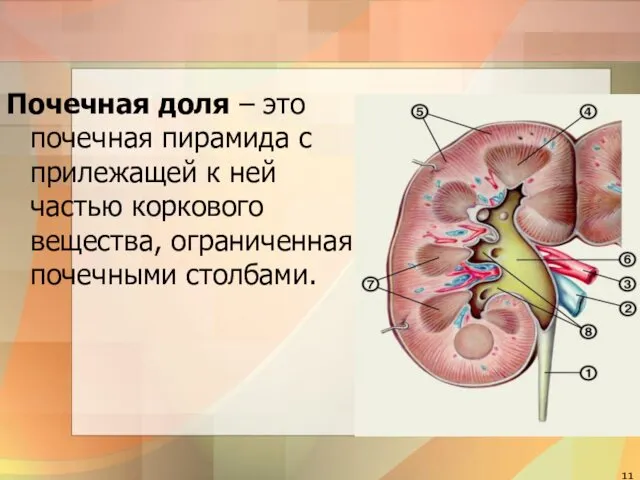 Почечная доля – это почечная пирамида с прилежащей к ней частью коркового вещества, ограниченная почечными столбами.