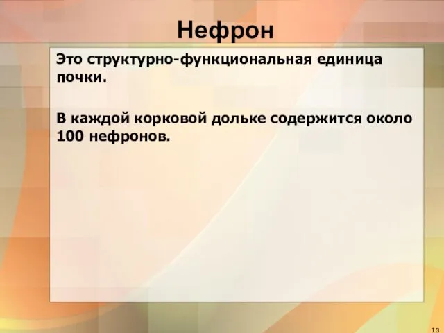 Нефрон Это структурно-функциональная единица почки. В каждой корковой дольке содержится около 100 нефронов.