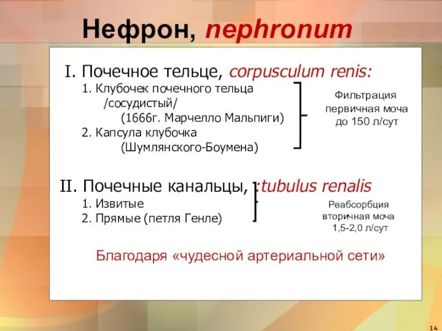 Нефрон, nephronum I. Почечное тельце, corpusculum renis: 1. Клубочек почечного тельца