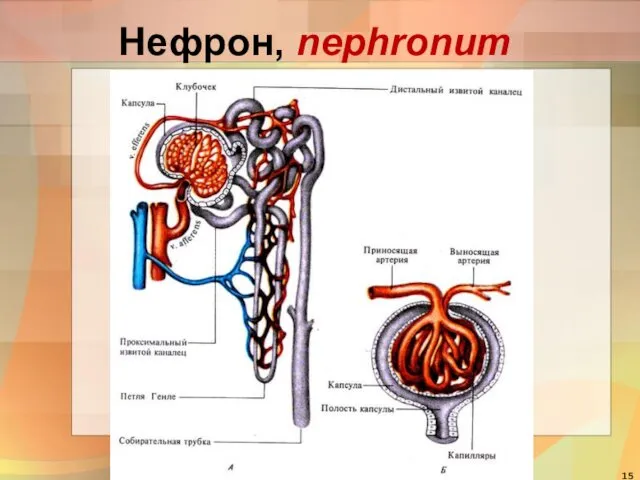 Нефрон, nephronum