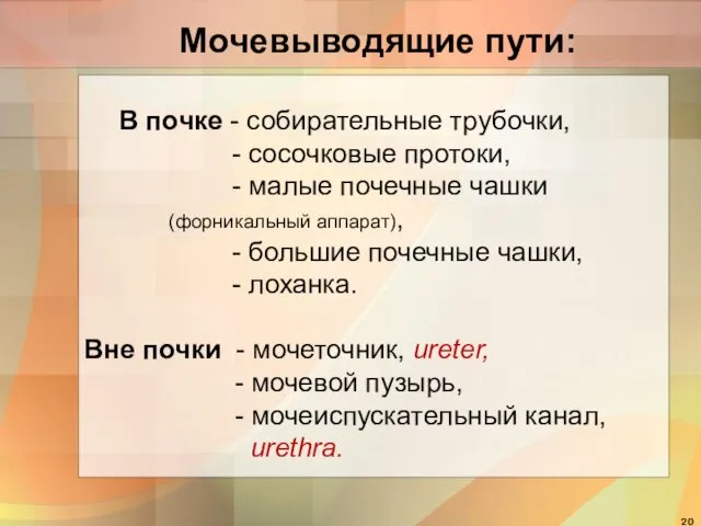 Мочевыводящие пути: В почке - собирательные трубочки, - сосочковые протоки, -