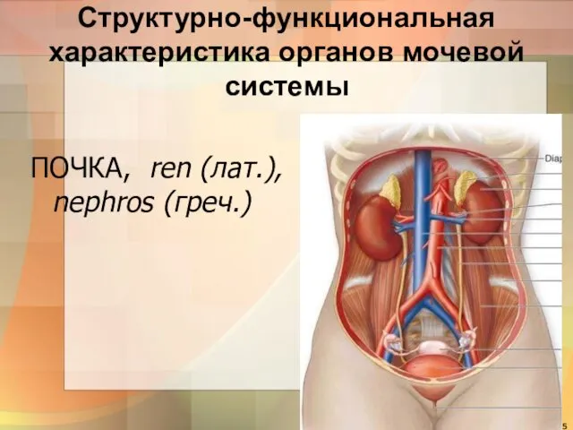 Структурно-функциональная характеристика органов мочевой системы ПОЧКА, ren (лат.), nephros (греч.)