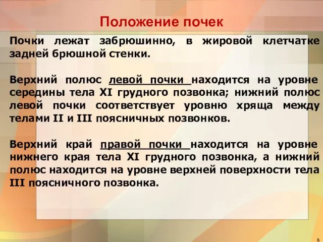 Положение почек Почки лежат забрюшинно, в жировой клетчатке задней брюшной стенки.