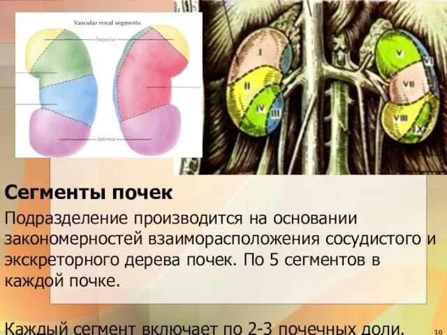 Сегменты почек Подразделение производится на основании закономерностей взаиморасположения сосудистого и экскреторного