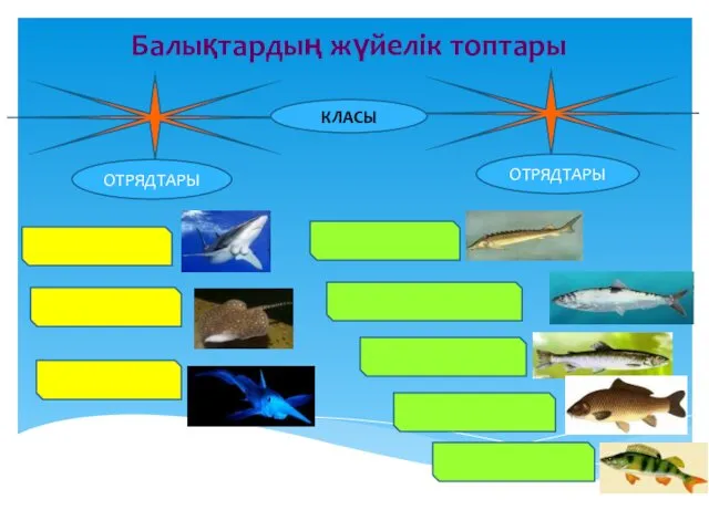 Балықтардың жүйелік топтары ОТРЯДТАРЫ ОТРЯДТАРЫ КЛАСЫ