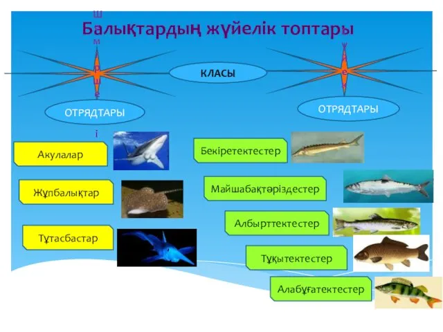 Балықтардың жүйелік топтары Шеміршекті Сүйекті Бекіретектестер ОТРЯДТАРЫ ОТРЯДТАРЫ Майшабақтәріздестер Албырттектестер Тұқытектестер Алабұғатектестер Акулалар Жұпбалықтар Тұтасбастар КЛАСЫ