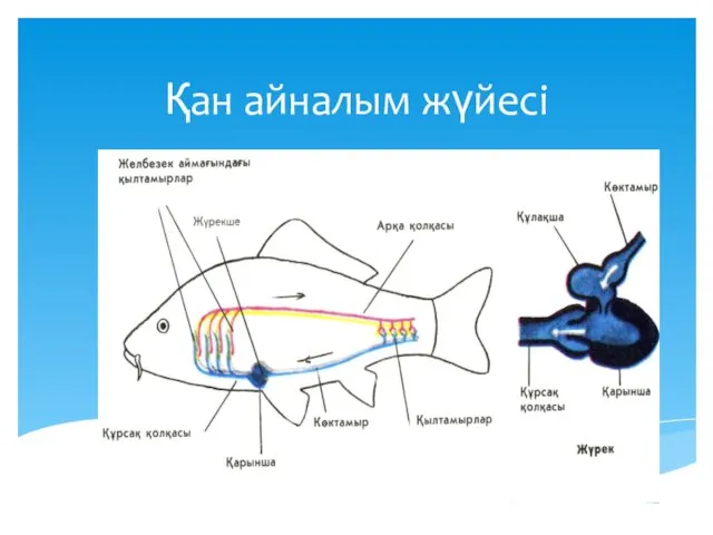 Қан айналым жүйесі