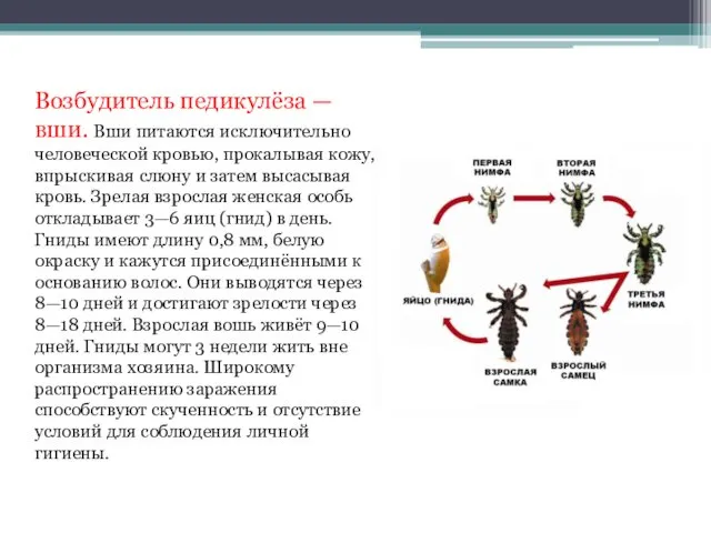 Возбудитель педикулёза — вши. Вши питаются исключительно человеческой кровью, прокалывая кожу,