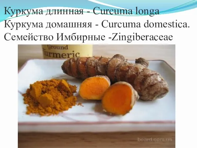 Куркума длинная - Curcuma longa Куркума домашняя - Curcuma domestica. Семейство Имбирные -Zingiberaceae