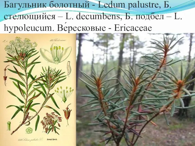 Багульник болотный - Ledum palustre, Б. стелющийся – L. decumbens, Б.