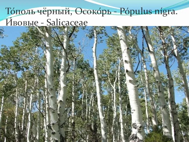 То́поль чёрный, Осоко́рь - Pópulus nígra. И́вовые - Salicaceae