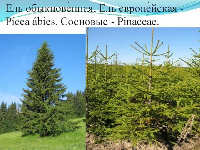 Ель обыкнове́нная, Ель европе́йская - Pícea ábies. Сосновые - Pinaceae.