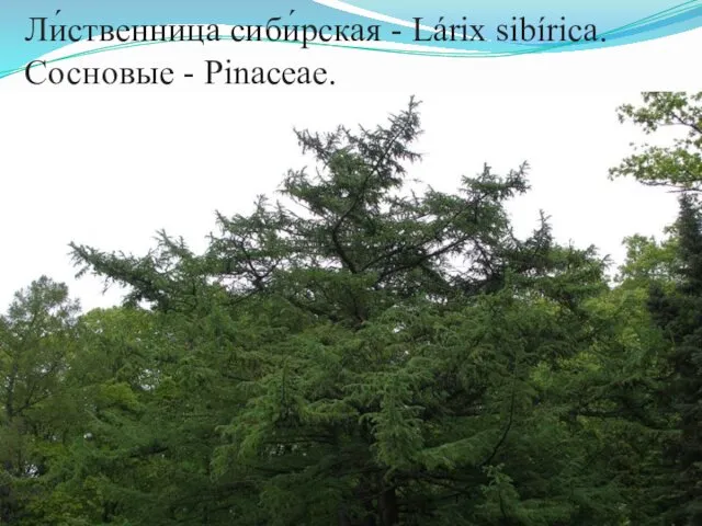 Ли́ственница сиби́рская - Lárix sibírica. Сосновые - Pinaceae.