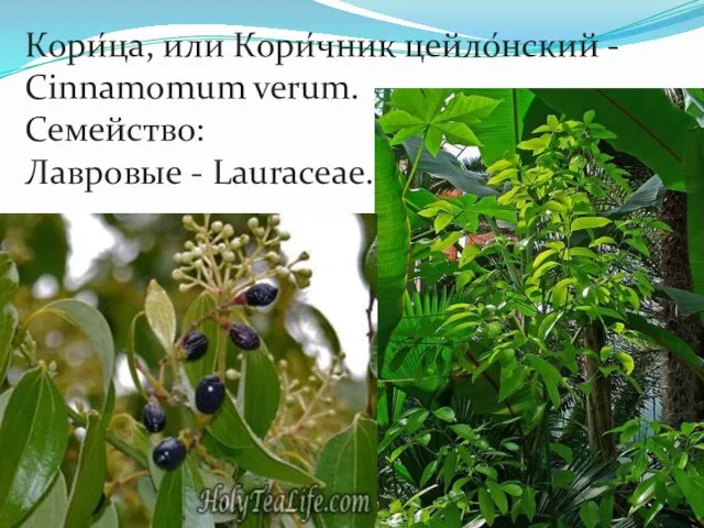 Кори́ца, или Кори́чник цейло́нский - Cinnamomum verum. Семейство: Лавровые - Lauraceae.