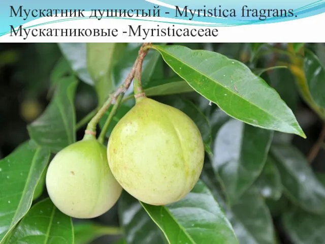 Мускатник душистый - Myristica fragrans. Мускатниковые -Myristicaceae