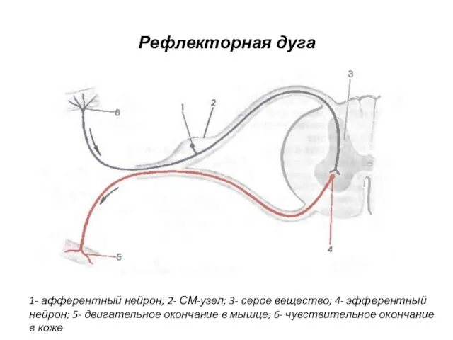 Рефлекторная дуга 1- афферентный нейрон; 2- СМ-узел; 3- серое вещество; 4-