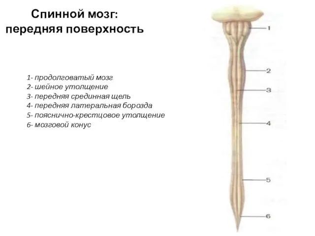 Спинной мозг: передняя поверхность 1- продолговатый мозг 2- шейное утолщение 3-