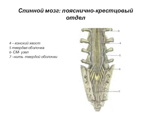 Спинной мозг: пояснично-крестцовый отдел 4 – конский хвост 5 твердая оболочка