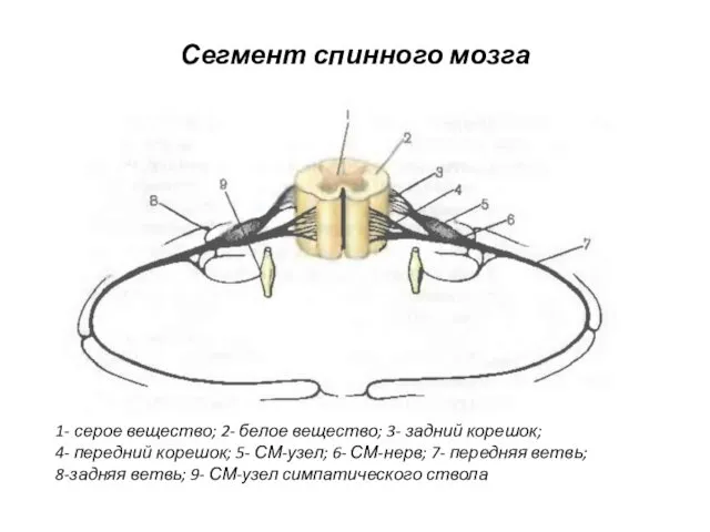 Сегмент спинного мозга 1- серое вещество; 2- белое вещество; 3- задний