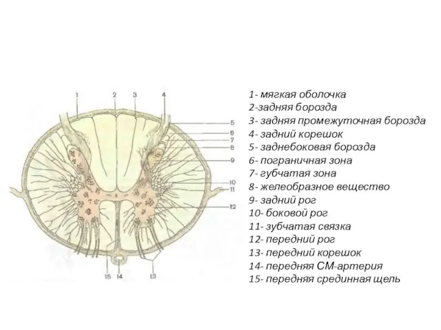 1- мягкая оболочка 2-задняя борозда 3- задняя промежуточная борозда 4- задний