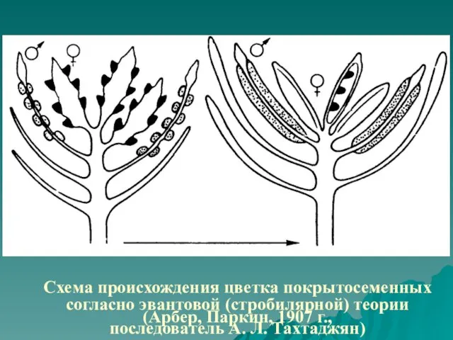 Схема происхождения цветка покрытосеменных согласно эвантовой (стробилярной) теории (Арбер, Паркин, 1907 г., последователь А. Л. Тахтаджян)