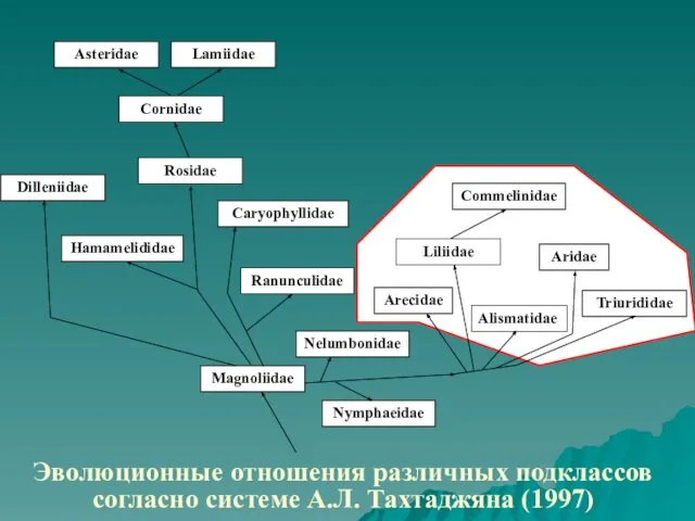 Эволюционные отношения различных подклассов согласно системе А.Л. Тахтаджяна (1997)