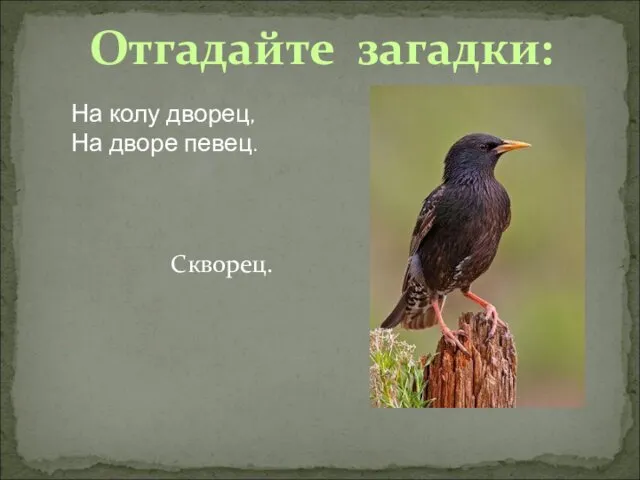 Отгадайте загадки: На колу дворец, На дворе певец. Скворец.